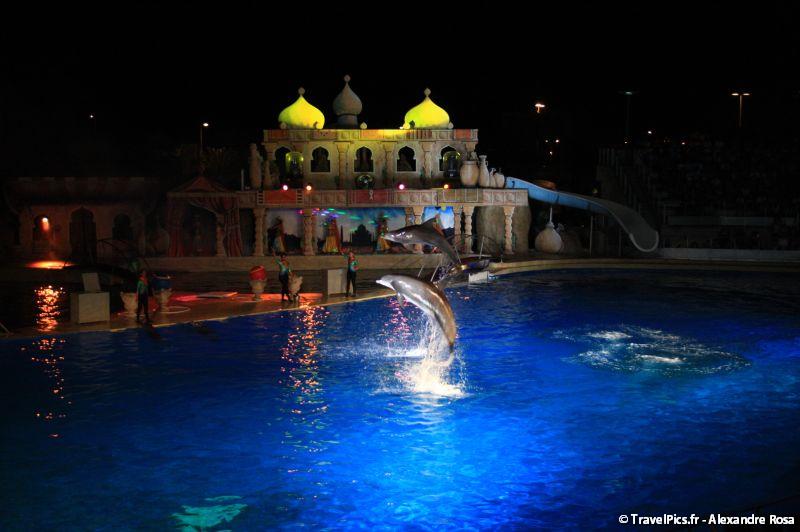 rencontre avec les dauphins marineland